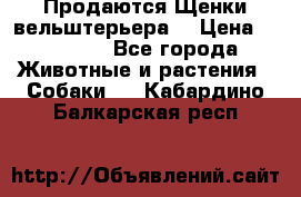 Продаются Щенки вельштерьера  › Цена ­ 27 000 - Все города Животные и растения » Собаки   . Кабардино-Балкарская респ.